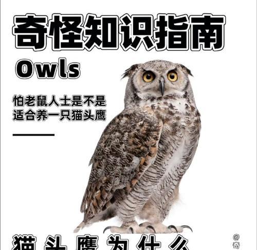 老鹰和猫头鹰为何食性差异？小鸡vs老鼠的生态选择