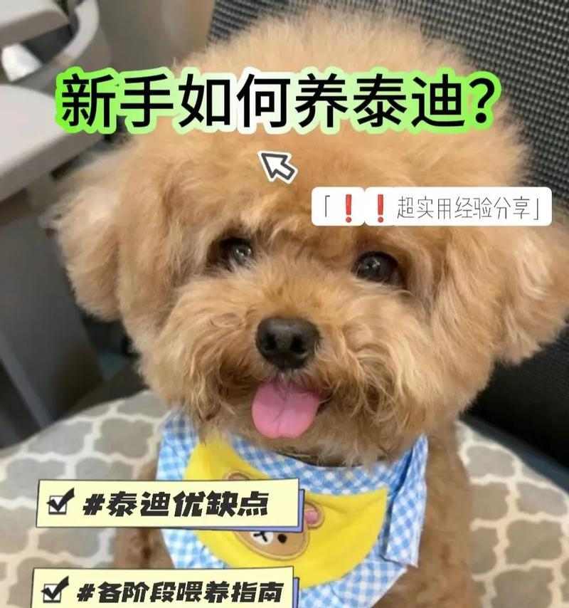 小泰迪蛋黄喂食频率指南：科学规划饮食关键