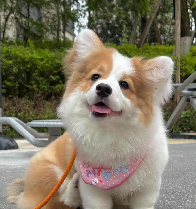 探究小柯基耳朵魅力与形态解析