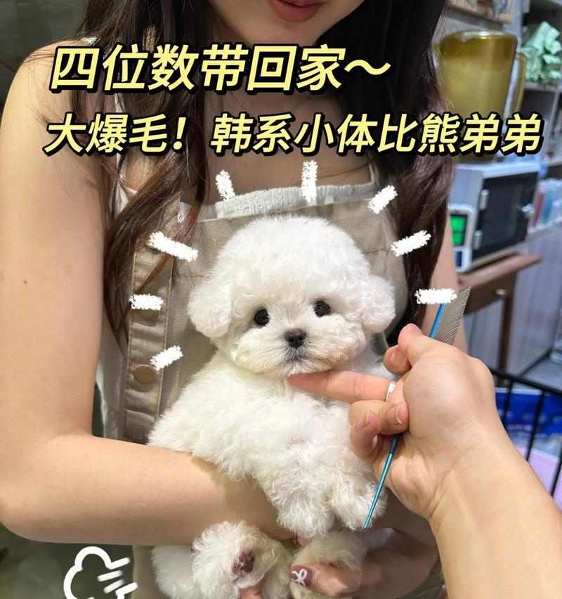 比熊爆毛周期与季节性护理方法解析