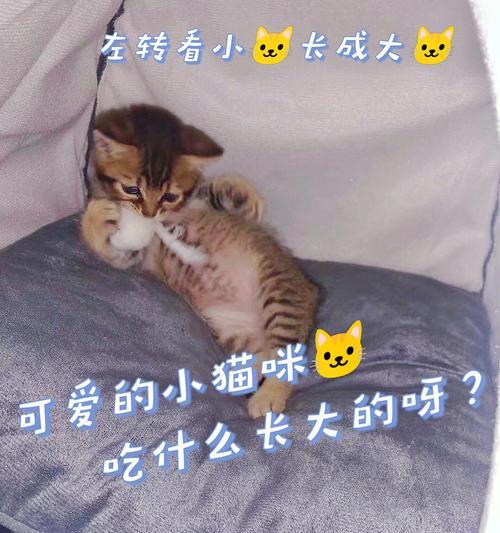 小猫饮食习惯与营养需求指南