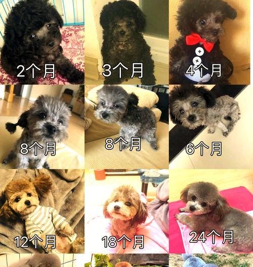 泰迪怀孕半月阶段的全面健康护理指南