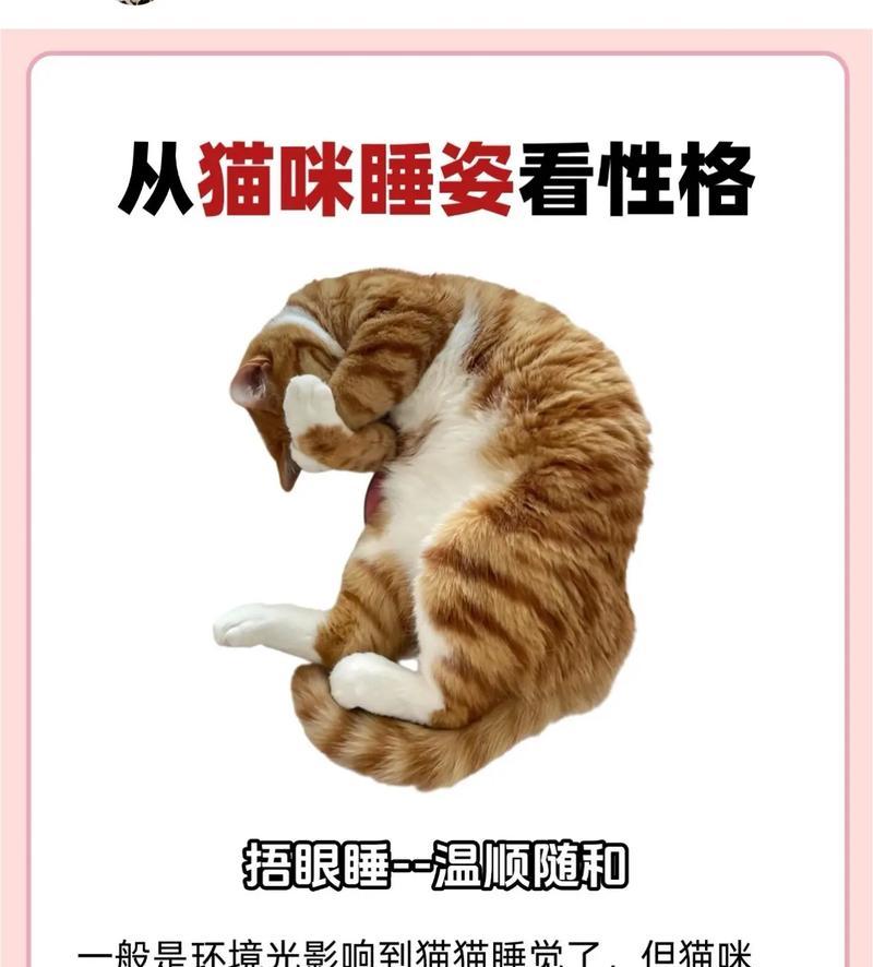 猫咪性格特征解析：揭秘其独特魅力