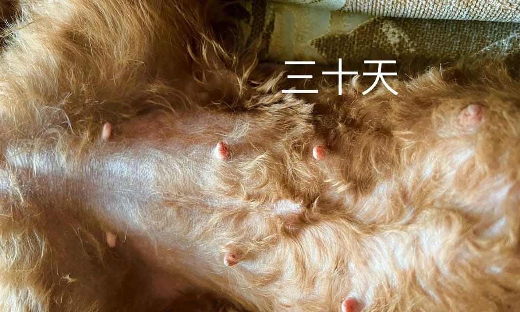 泰迪怀孕肚子变大时间线详解