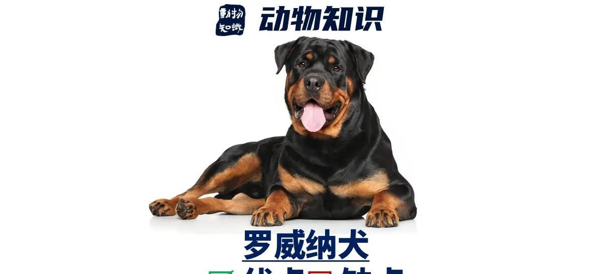 罗威纳犬繁殖全程：妊娠与临产护理指南