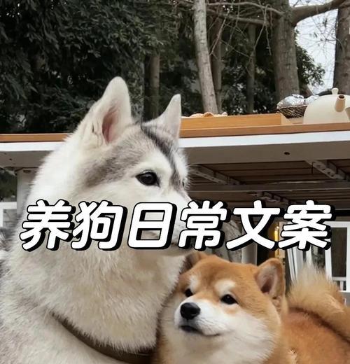 文章详情图片