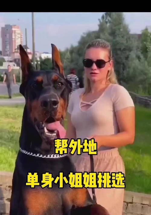 如何找到价格合理且纯种的杜宾犬指南