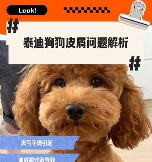 泰迪幼犬科学饲养指南：健康快乐成长的五大关键