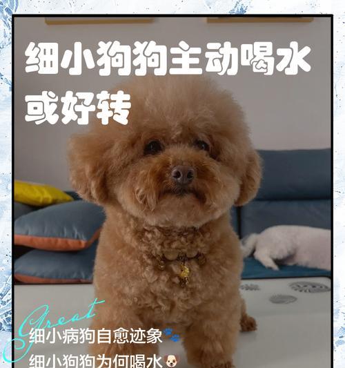 狗狗饮水频率与适宜水量科学指南