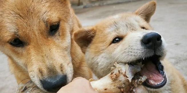 科学喂养宠物狗：每日饮食时间与方法指南