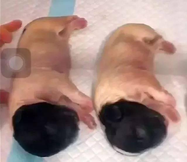 狗狗生育周期解析：发情、怀孕与分娩全阶段指南