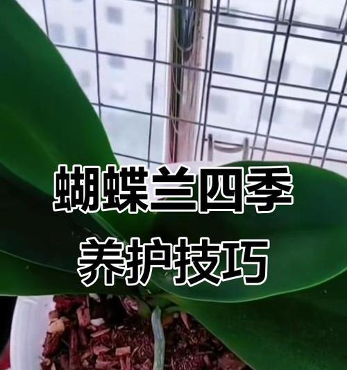 技巧与注意事项全解析：如何养好蝴蝶兰