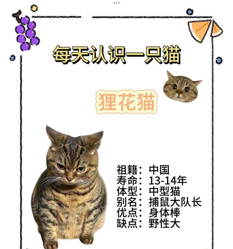 狸花猫市场价格全解析与科学喂养指南