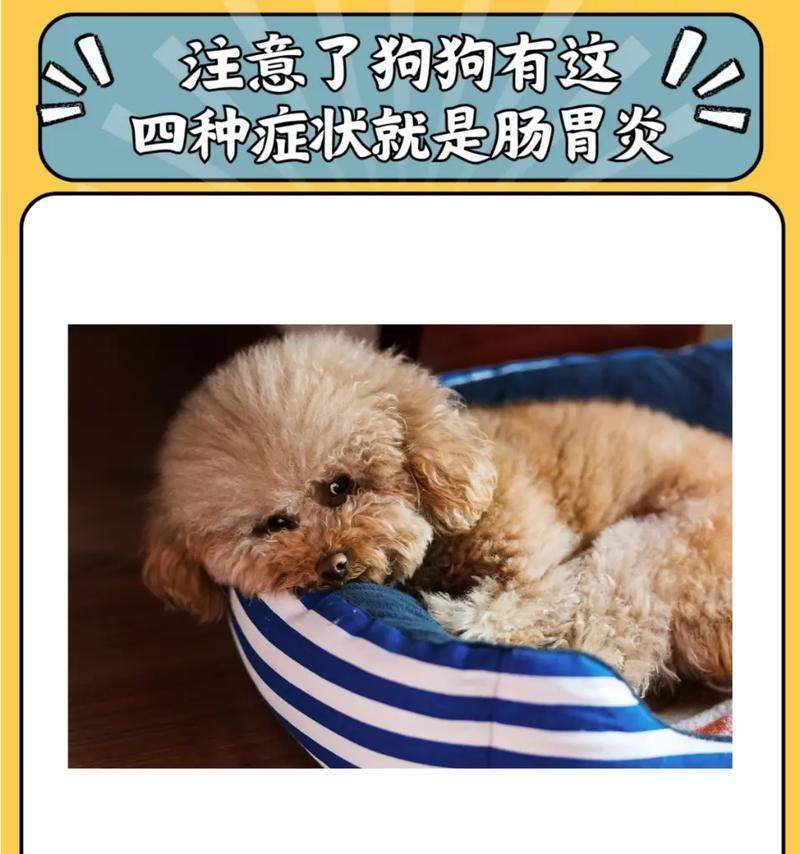 狗狗中期健康预警：15个关键信号识别指南