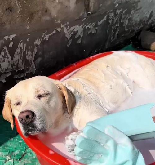 贵宾犬洗澡频率与正确护理技巧指南