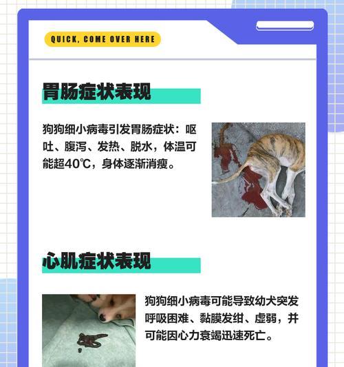 细小病危害详解及预防措施