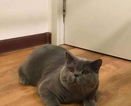 英短蓝猫发腮的秘密解析：原因与护理全知道