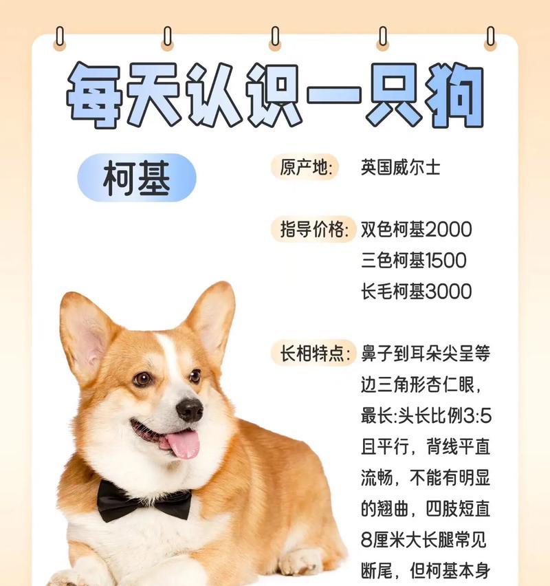 柯基犬的迷人魅力与科学养护指南