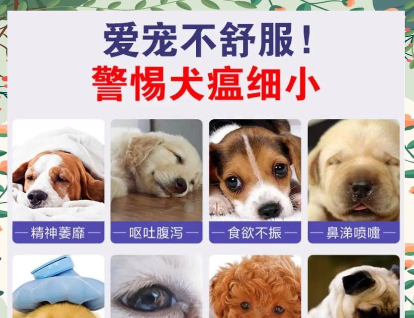 细小狗瘟潜伏期解析及防控关键因素