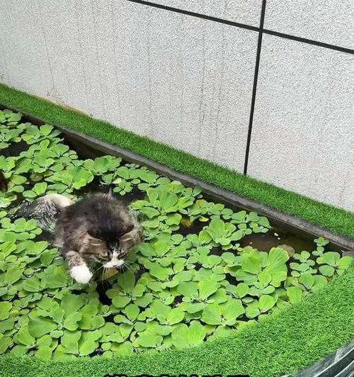 文章详情图片