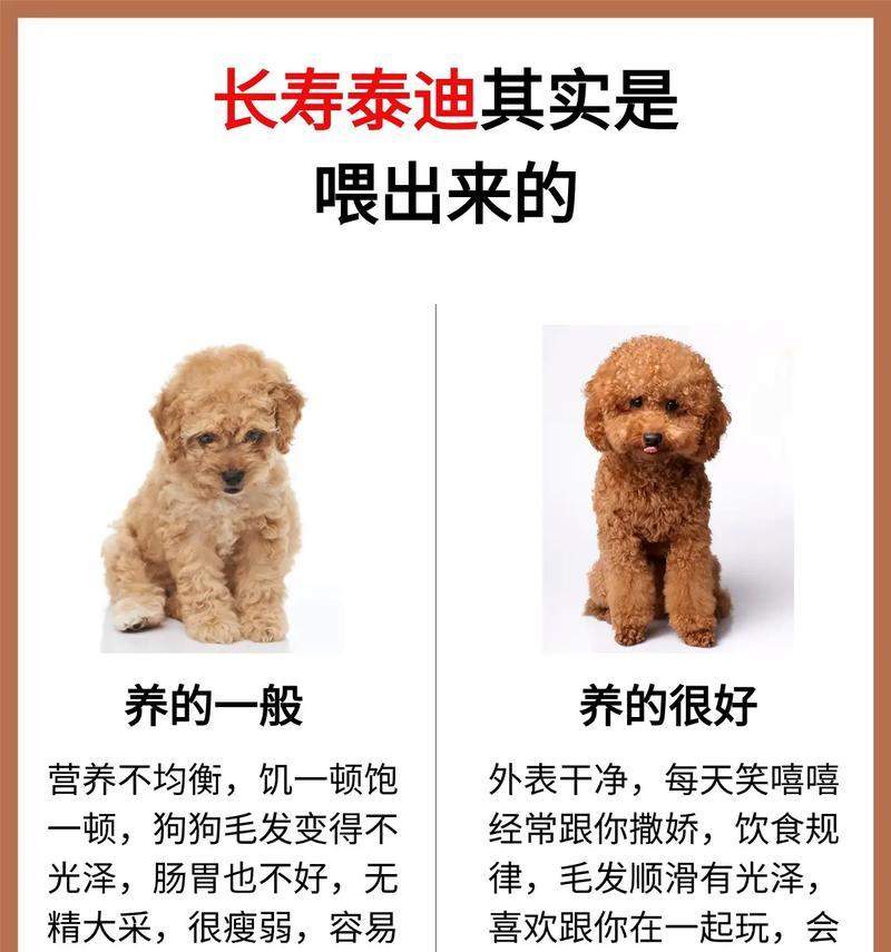 泰迪幼崽洗澡频率指南及正确护理技巧