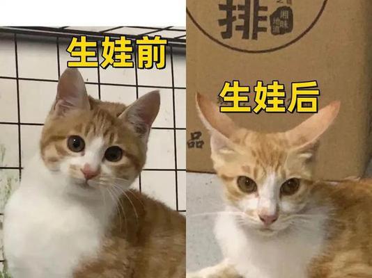 母猫分娩全过程解析及关键注意事项