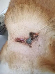 文章详情图片
