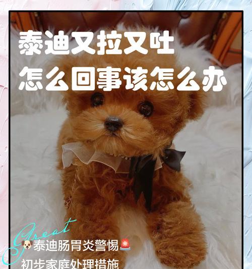 泰迪饮食管理指南：科学喂养确保健康与幸福