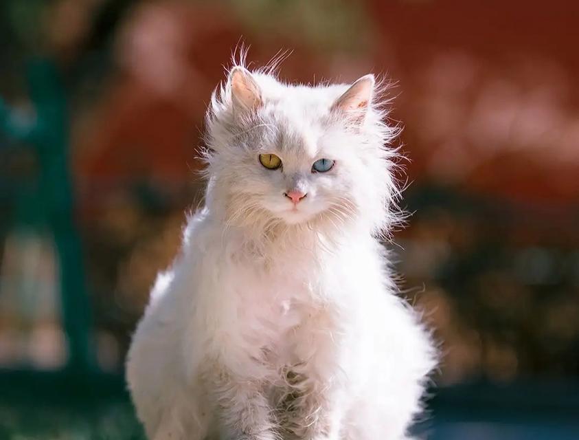 猫咪多彩毛色的魅力解析与品种特色