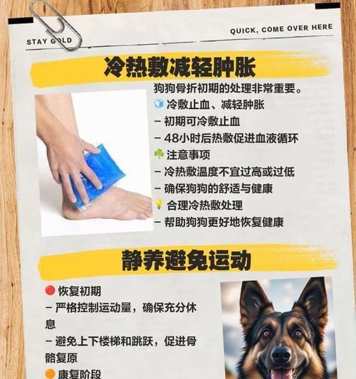 狗骨折康复时间影响因素与恢复关键