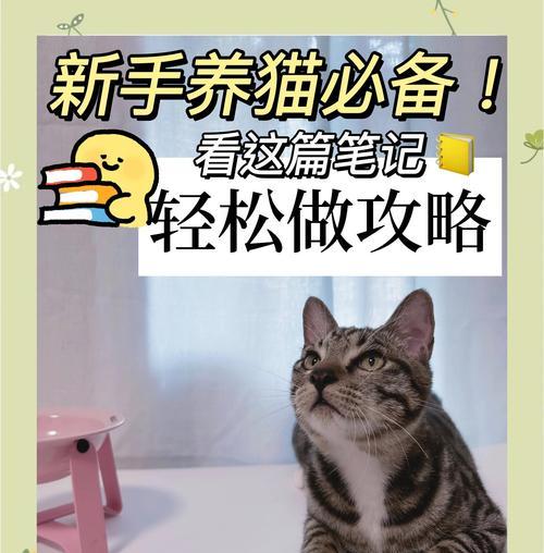 猫咪新家适应指南：六大核心要点解析