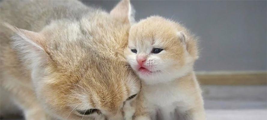 小猫睁眼周期与视觉发育规律解析
