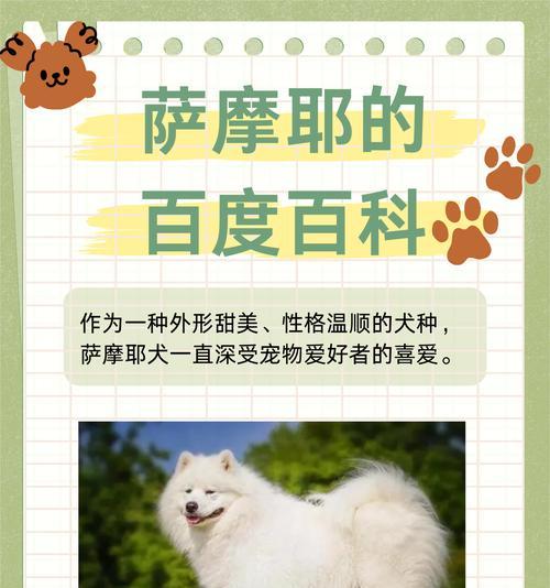 萨摩耶饲养全攻略：健康快乐成长方法