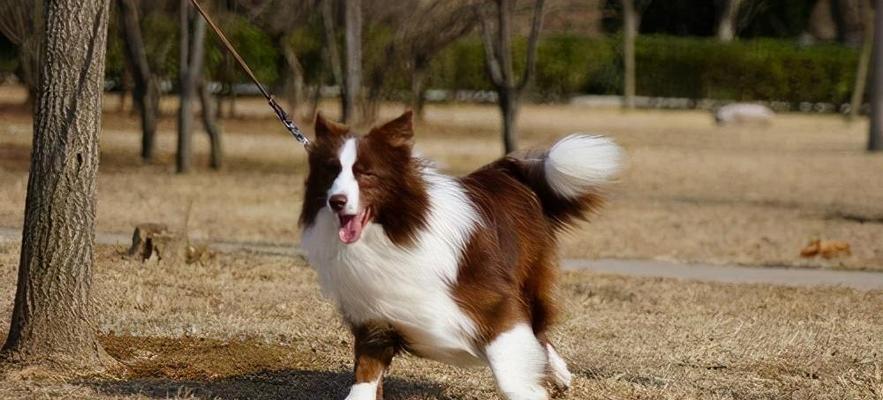 边牧智商高却养护不易：全面解析价格与优缺点