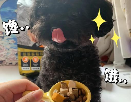 泰迪狗狗月饲养量计算与各阶段喂养指南