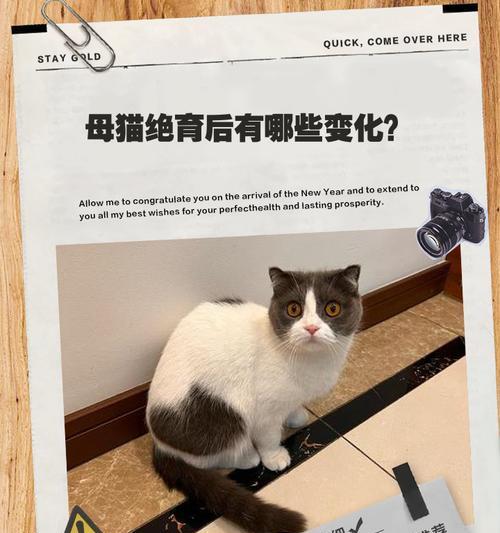 母猫绝育激素消退时间及恢复期影响解析