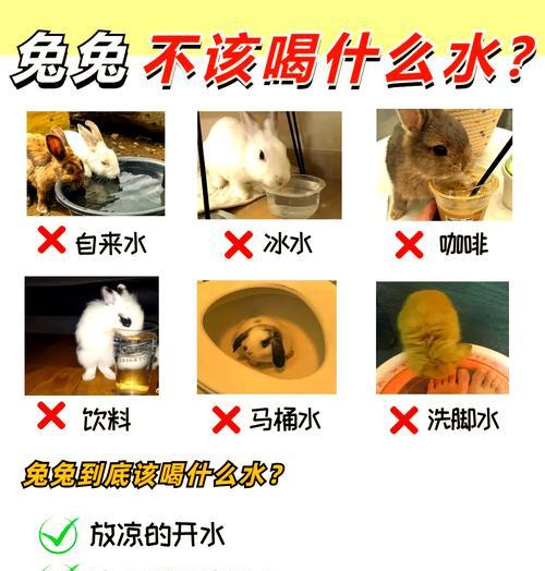 兔子频繁软便原因分析与解决方案