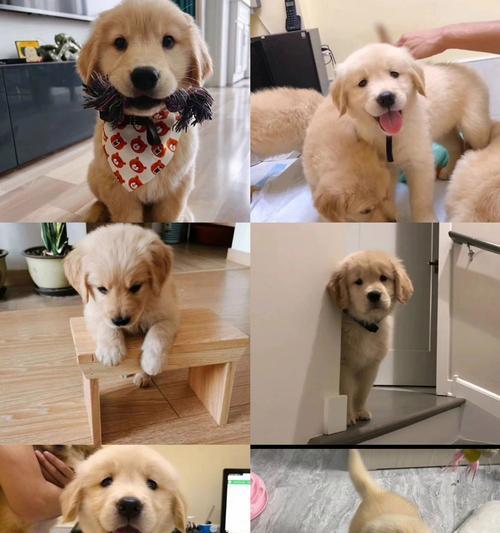 金毛犬断奶时间及关键注意事项解析