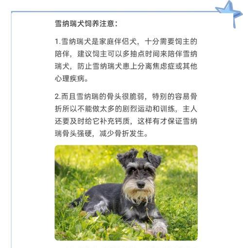 雪纳瑞各阶段合理饮食管理全解析