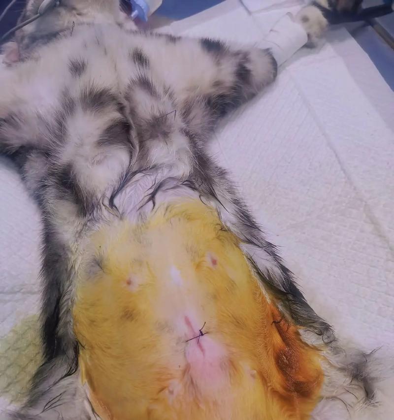 母猫绝育手术后陪护关键时间与注意事项