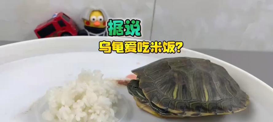 乌龟饮食搭配指南：科学喂养与营养需求解析