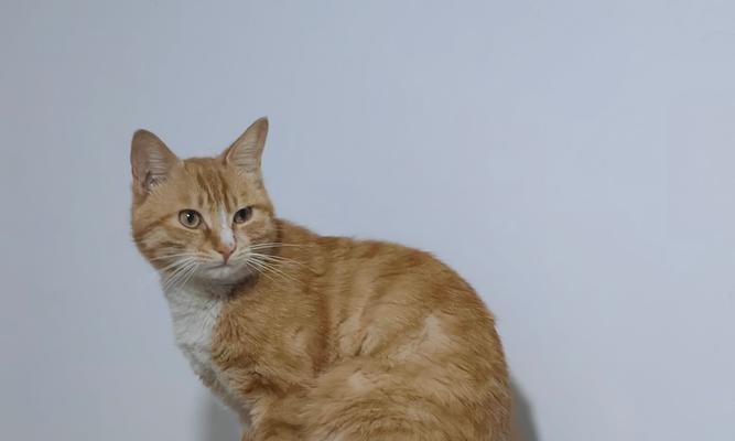 黑猫咪为何成幸运象征？