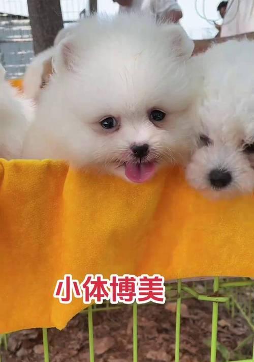 博美犬为何被称为俊介犬？解析其成为偶像犬的魅力