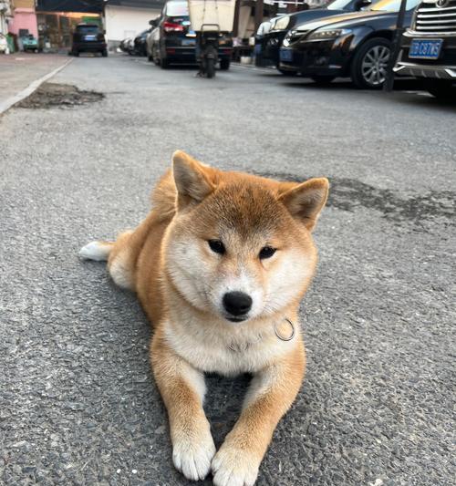 6种安静狗狗品种：家庭养犬的理想选择