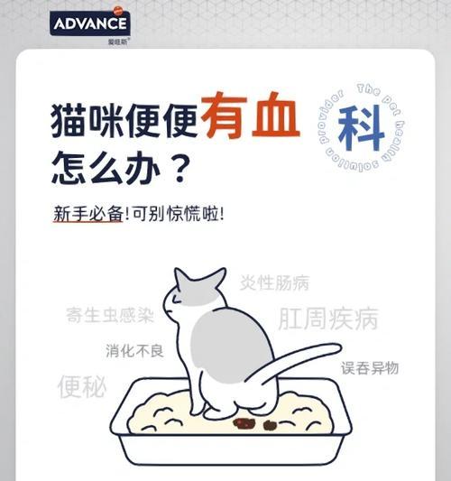 猫排便频率解析及其健康影响