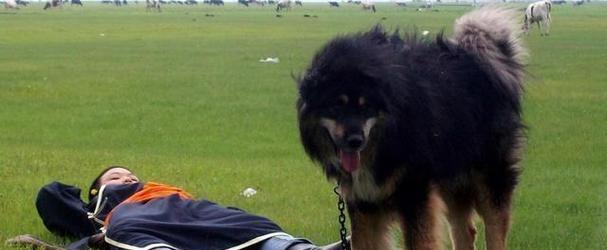 揭秘全球五大顶级奢华犬种及其价值剖析