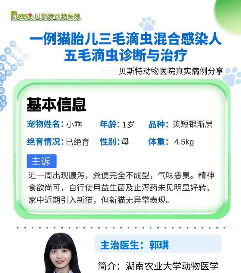 猫咪拉稀多久能恢复？正确护理助力康复