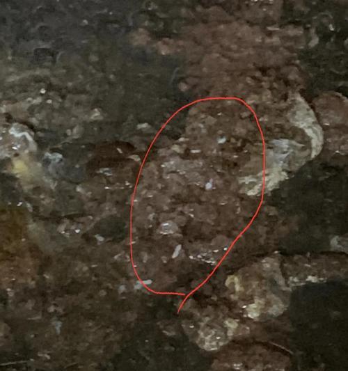 犬绦虫病症状与预防措施全解析