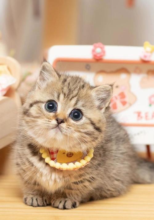 体型最小猫咪品种推荐