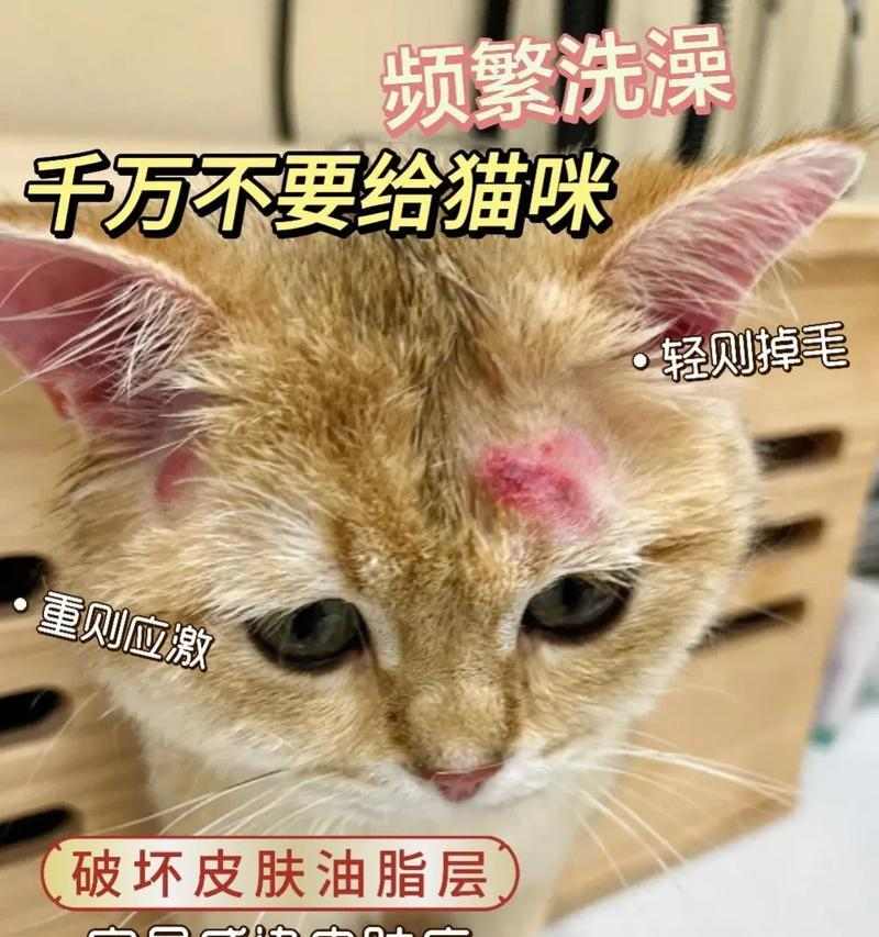 科学应对猫毛脱落季节性问题及有效措施